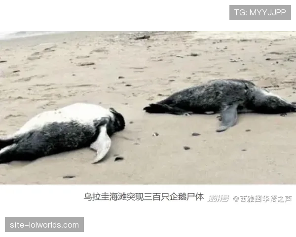 金莺以五年1.55亿美元签下强打一垒手皮特·阿隆索，北极熊迎来领袖首秀